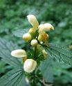2010-06-12, Uttewalder Grund (31)